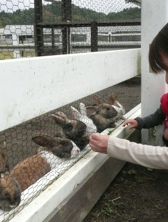 動物触れ合い広場のウサギ