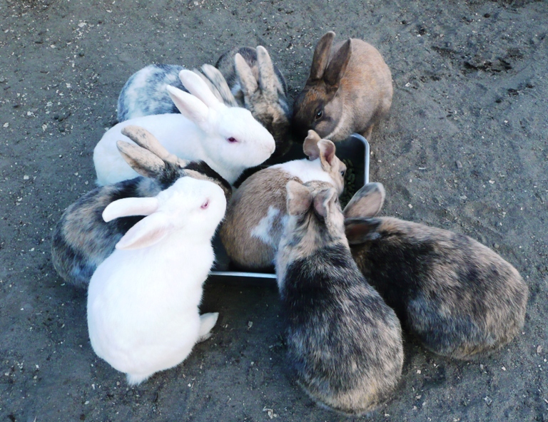 動物ふれあい広場のウサギ