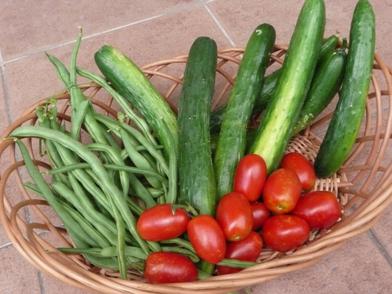 農園で収穫された夏野菜