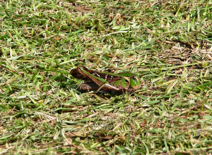 芝生の上で見かけた昆虫