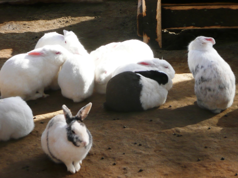 動物ふれあい広場のウサギたち