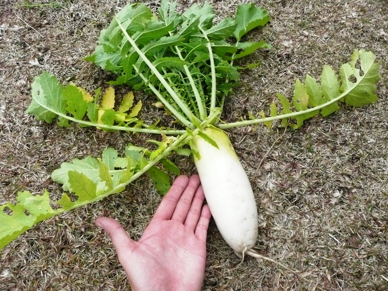 農園の冬野菜