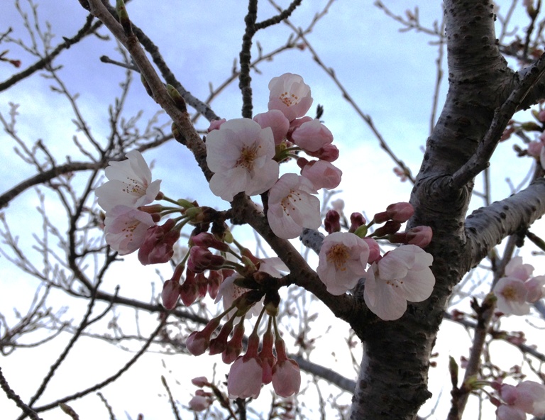桜が開花しました！