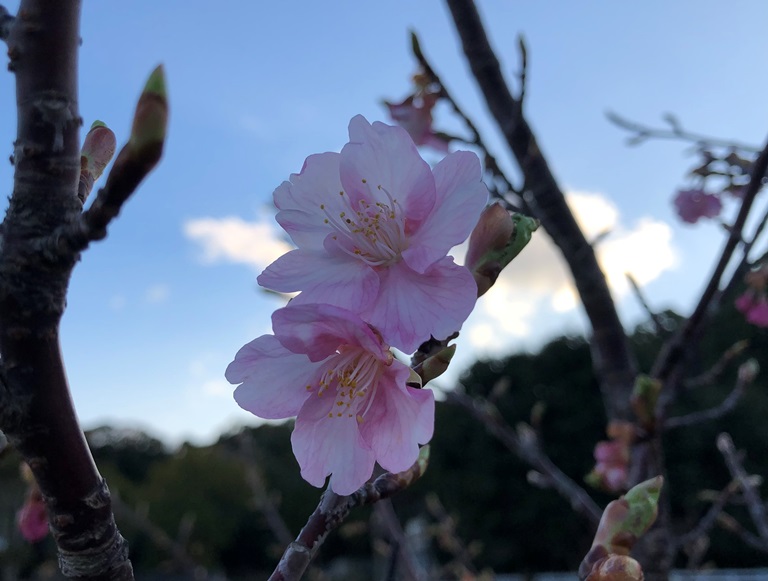 ～　早咲きの桜　～