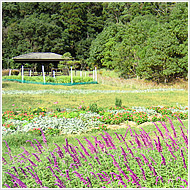 Organic Herb Garden