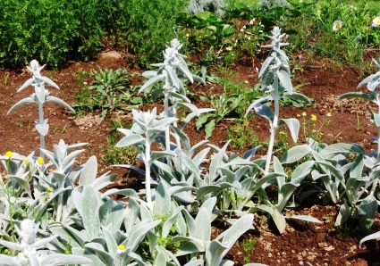 ハーブガーデン