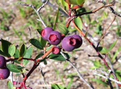 ６月２日のブルーベリー