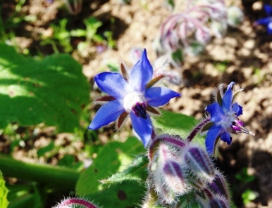 ハーブガーデン