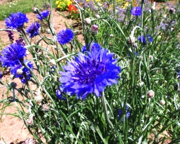 ハーブガーデン