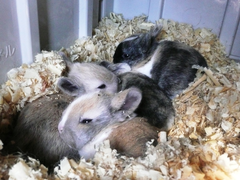 仔ウサギが生まれました！