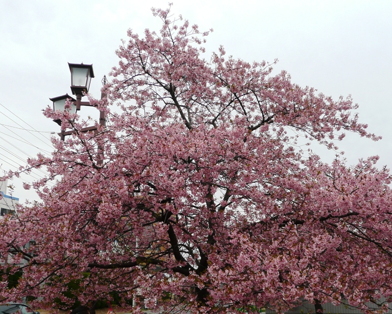 長生郡白子町の「さくら祭り」　2月27日～3月6日