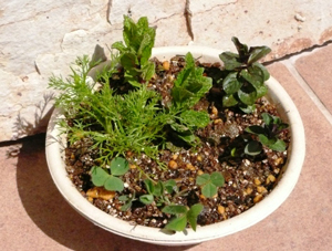 ご宿泊者限定「ハーブの寄せ植え」体験