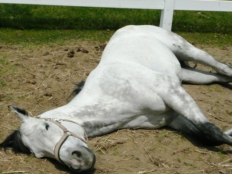ライディングスクエアのサラブレッド