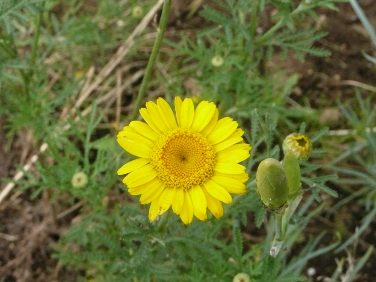 ハーブガーデン