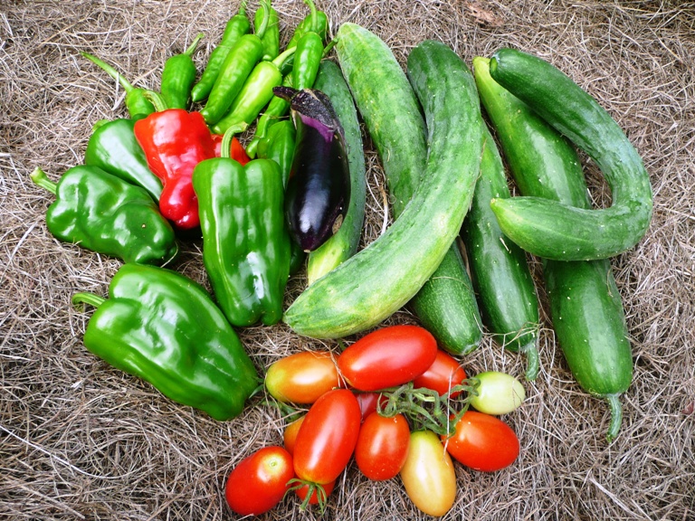 農園で収穫された夏野菜