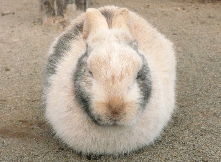 ウサギたちも丸くなります！