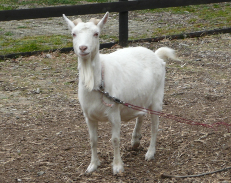 動物ふれあい広場のヤギ