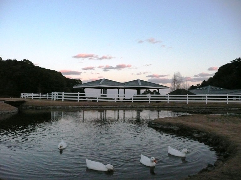 今日のアヒルたち