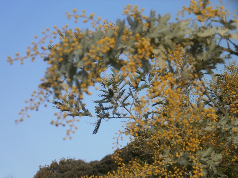 ミモザが開花しました！