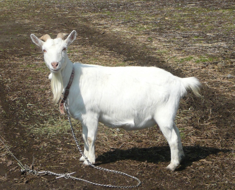 動物ふれあい広場のヤギ