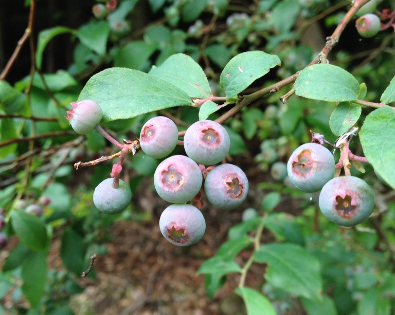 現在のブルーベリー