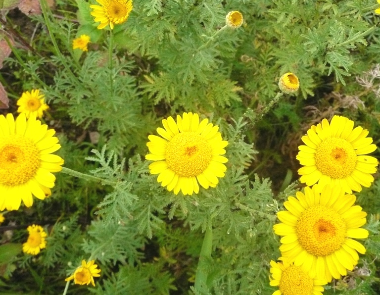 ハーブガーデン