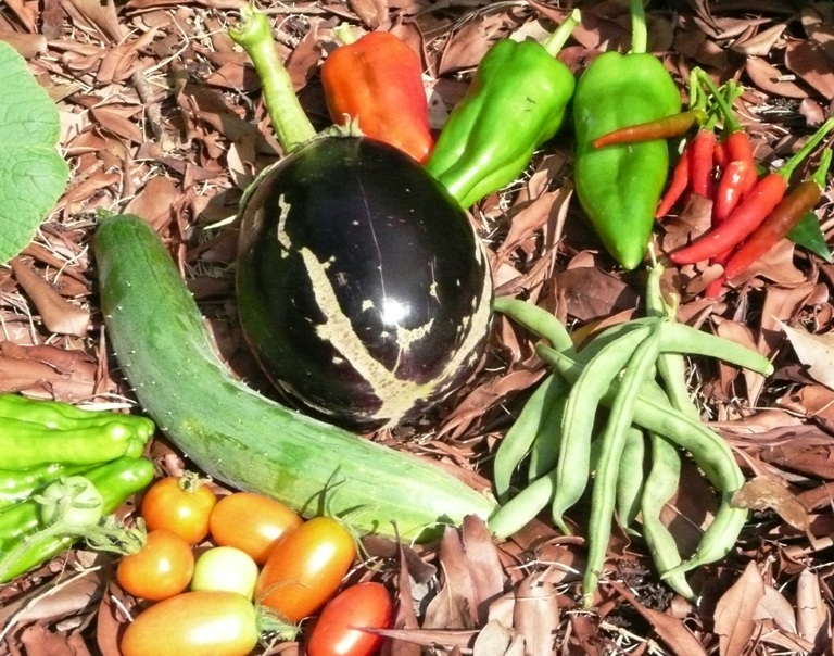 農園にて野菜を収穫しました!