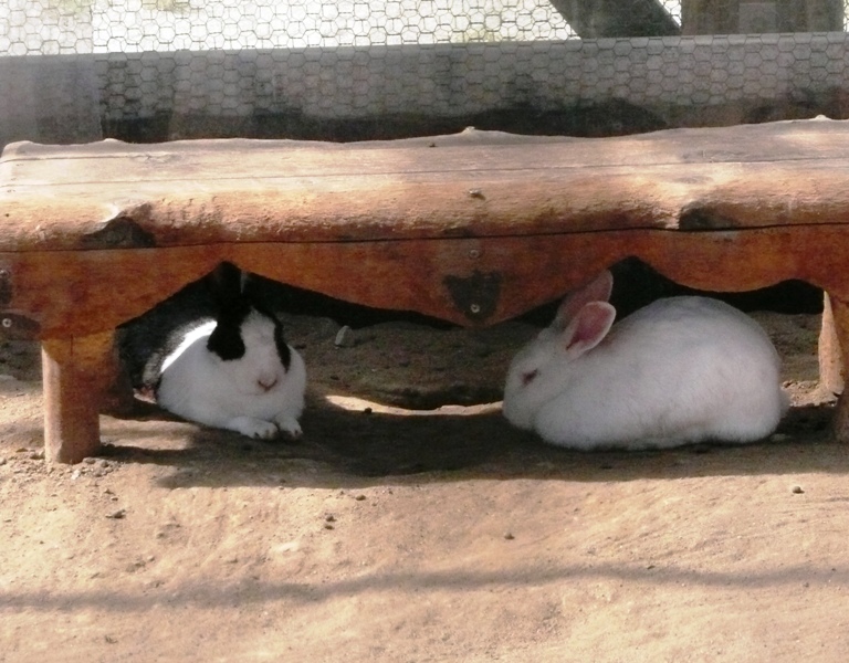 動物ふれあい広場のウサギたち