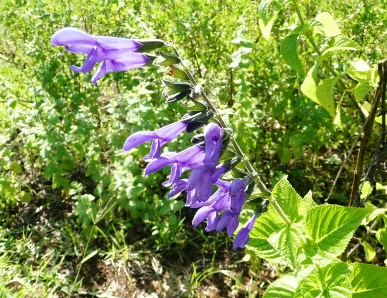 ハーブガーデン