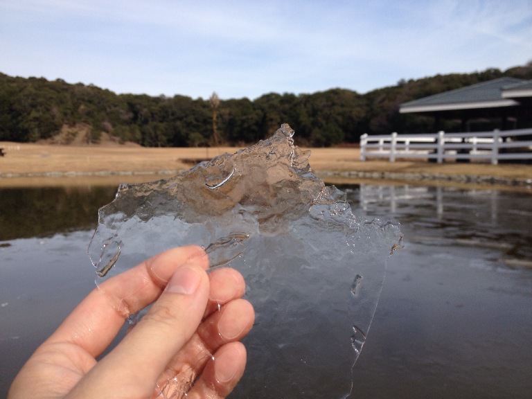 屋外プール横の池に