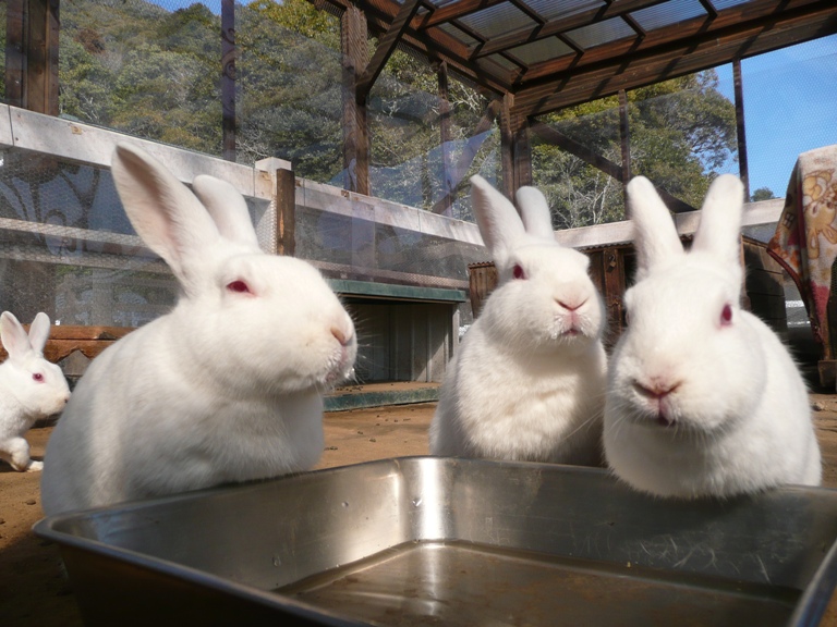 「動物ふれあい広場のウサギたち」