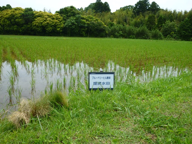 「6月3日　ブルーベリーヒル提携水田」