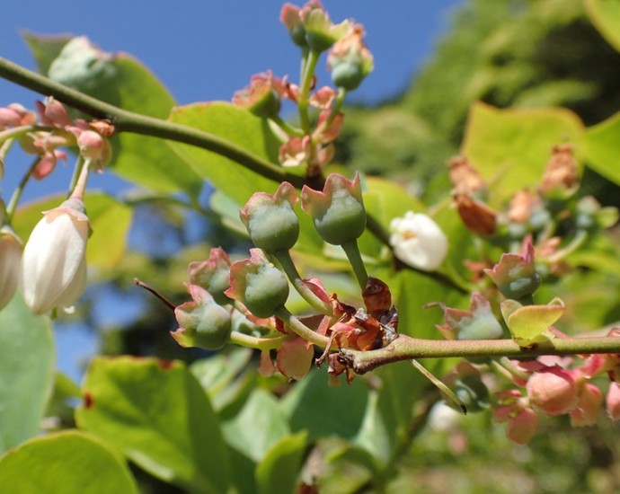 「5月2日　～　現在のブルーベリー　～　」