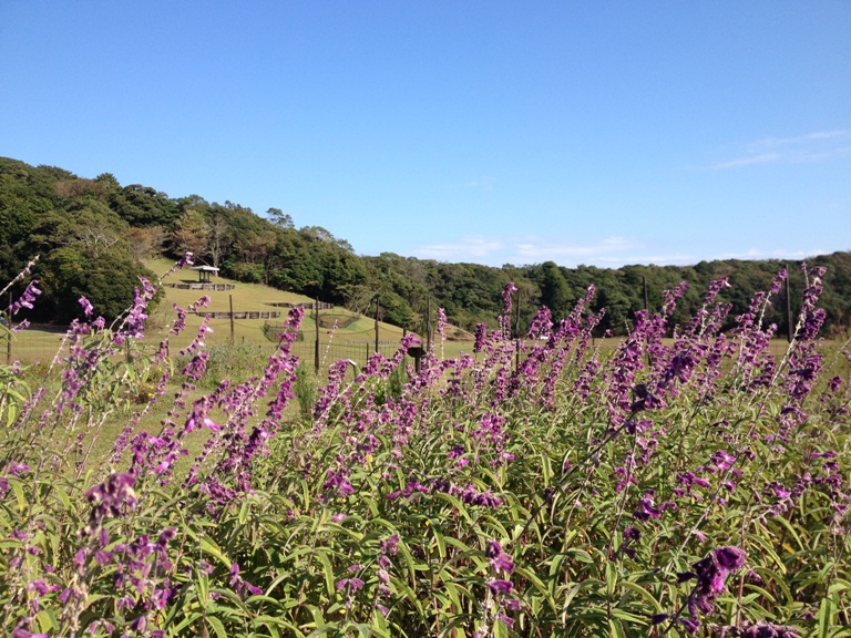 「11月6日 ~ 現在のハーブガーデン ~ 」