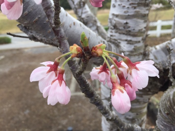 「 ~ 間もなく開花する桜 ~ 」
