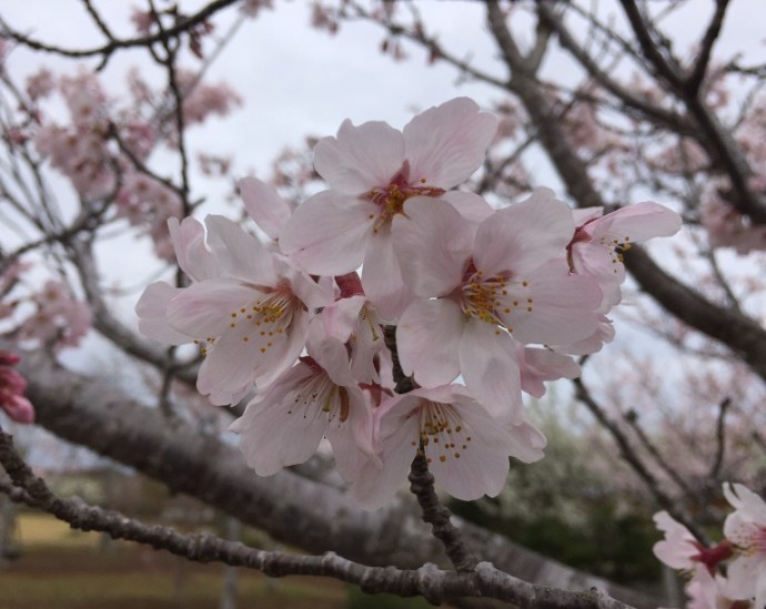 「 ~ 桜の花 ~ 」