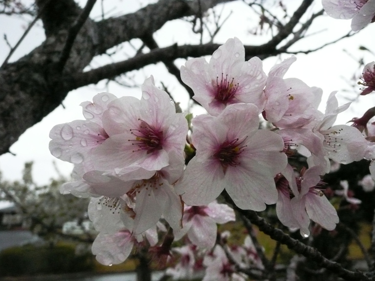 「4月2日　～雨に濡れた桜の花～」