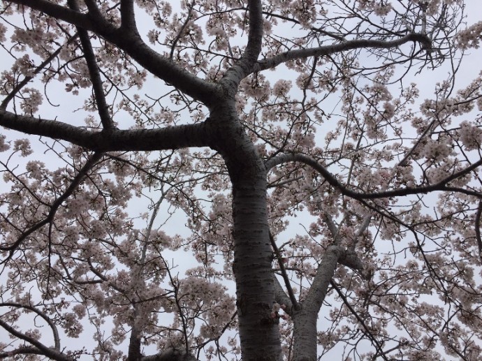 「　～　桜を木の下から見上げると　～　」