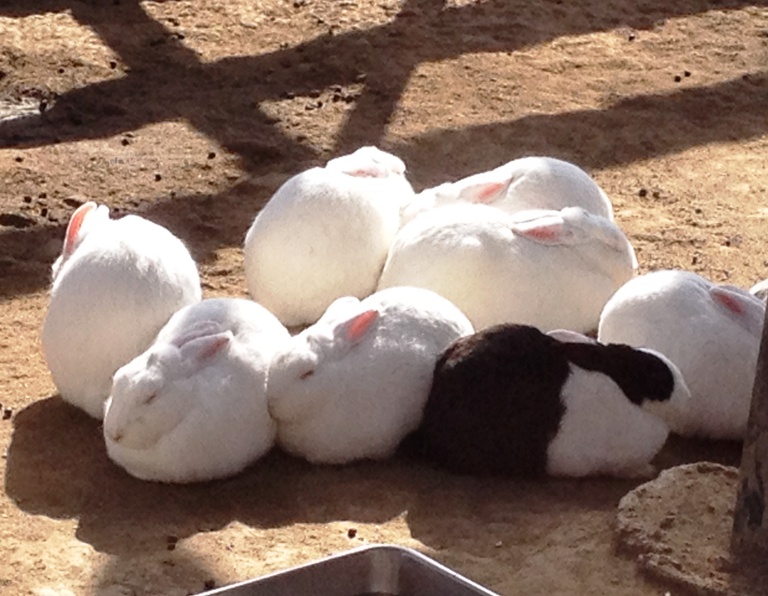 「2014年1月11日　～　小屋の中のウサギたち　～　」