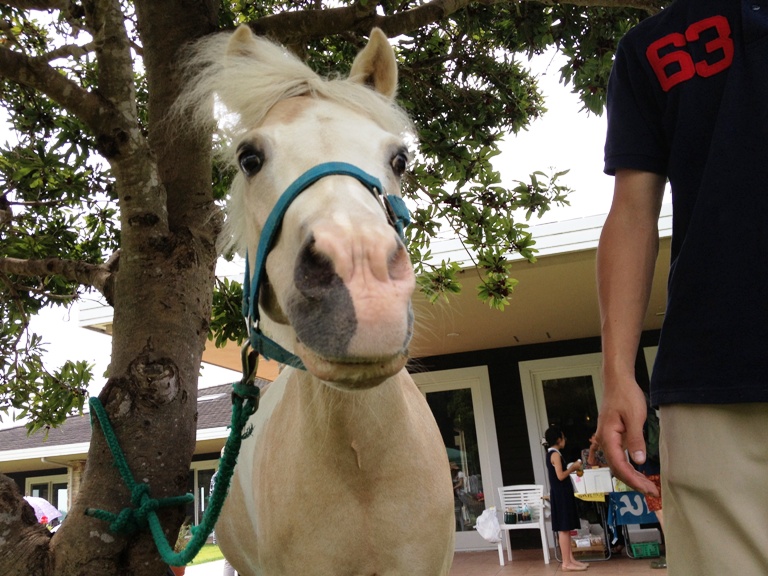 「7月15日　～ブルーベリーフェスティバル2013年開催～