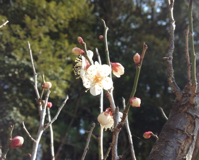「2月1日　～　梅が開花しました！　～　」
