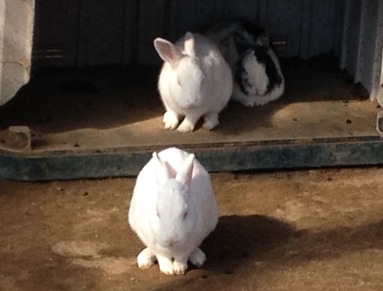 「11月4日 ~ 小屋のウサギたち ~ 」