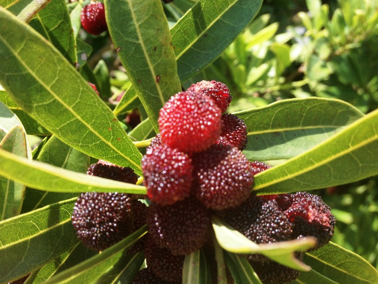 「7月3日　～ヤマモモの実～