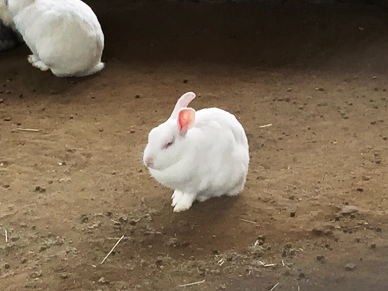 「　～　ウサギさん　～　」