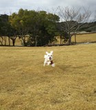 はぁちゃん はぁちゃん