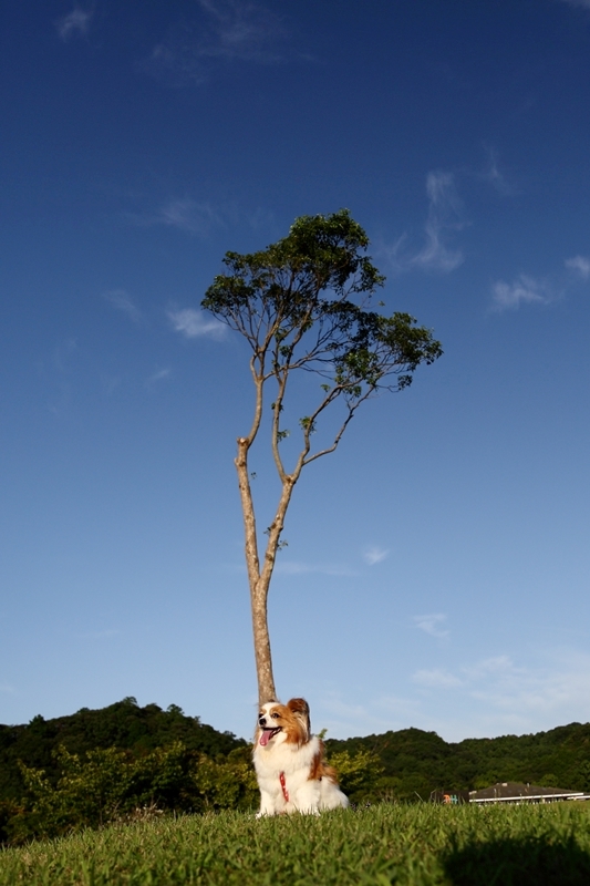 ★☆★ パピちゃん ★☆★ ★☆★ パピちゃん ★☆★