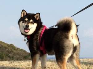 ★☆★　ちこちゃん　★☆★