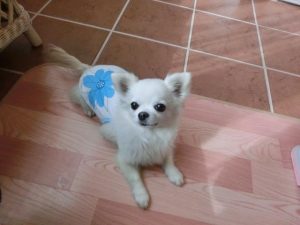 ナージャちゃん