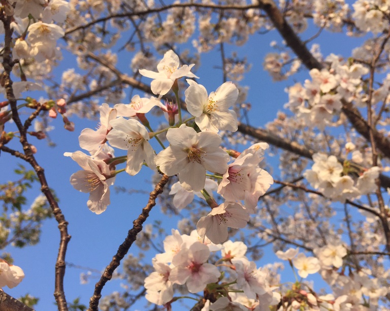 「　～　今年の桜は　～　」