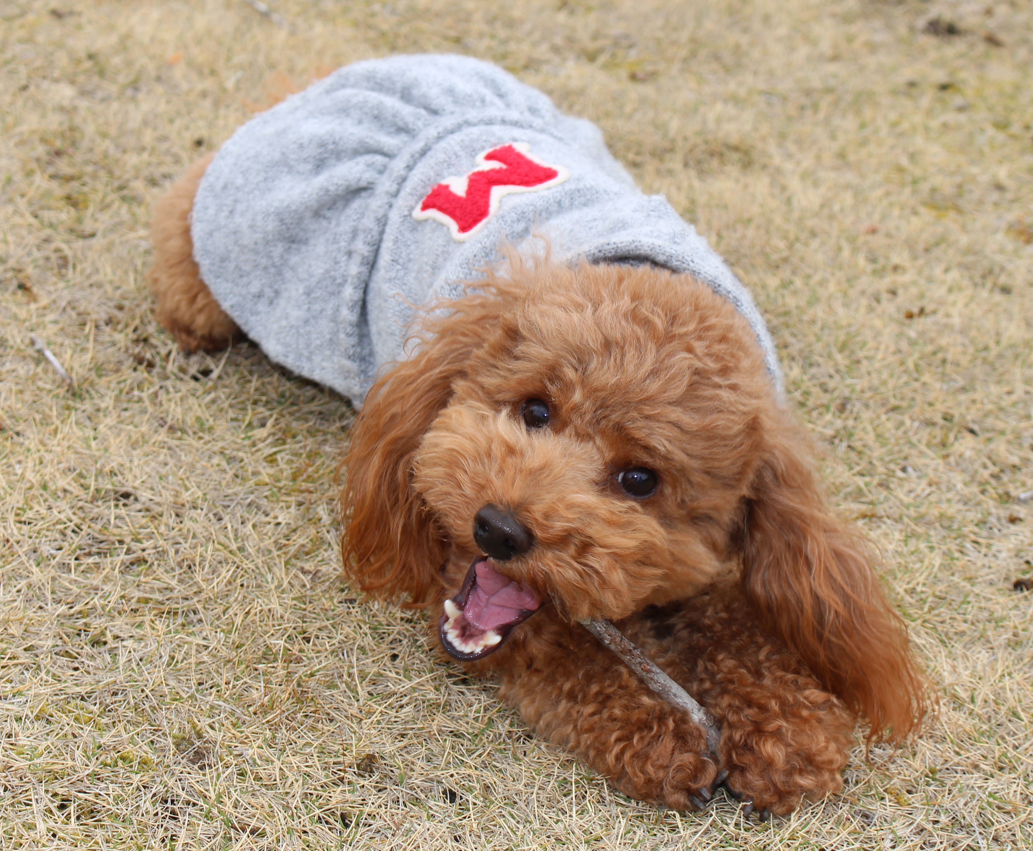 mocaちゃん ♀ mocaちゃん ♀